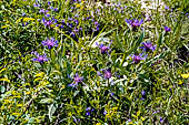 Monte Baldo (Trentino) - Fiordaliso di monte (Centaurea)